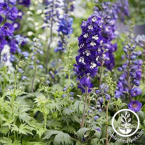 19 Dazzling Delphiniums for Your Flower Beds
