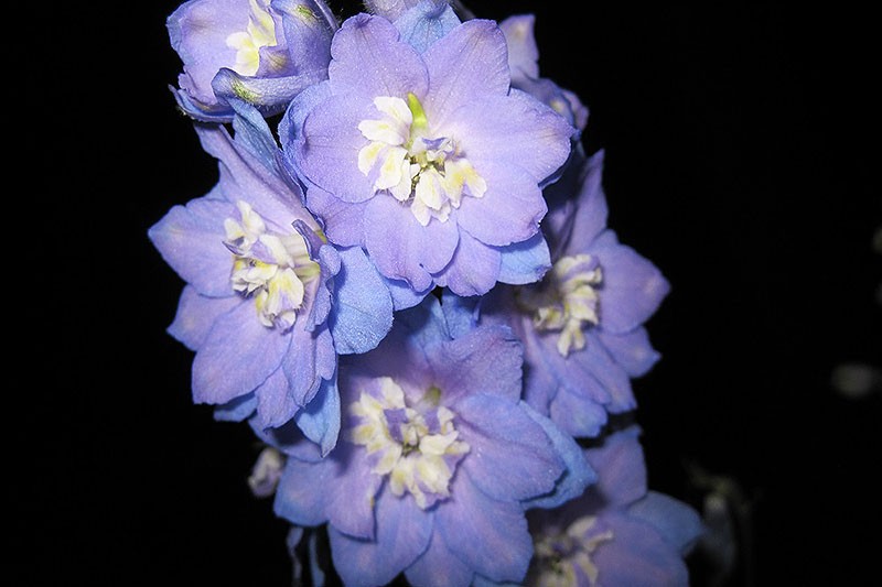 19 Dazzling Delphiniums for Your Flower Beds