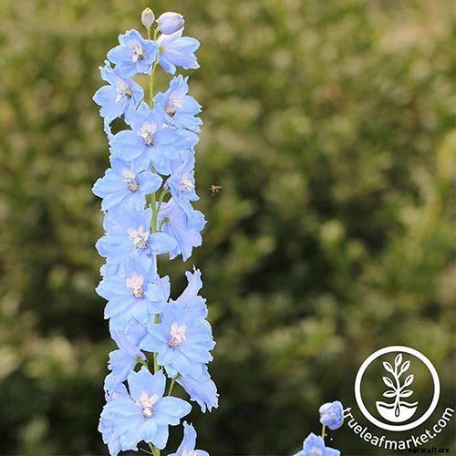 19 Dazzling Delphiniums for Your Flower Beds