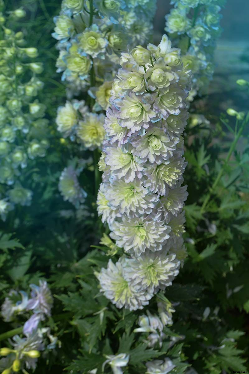 19 Dazzling Delphiniums for Your Flower Beds
