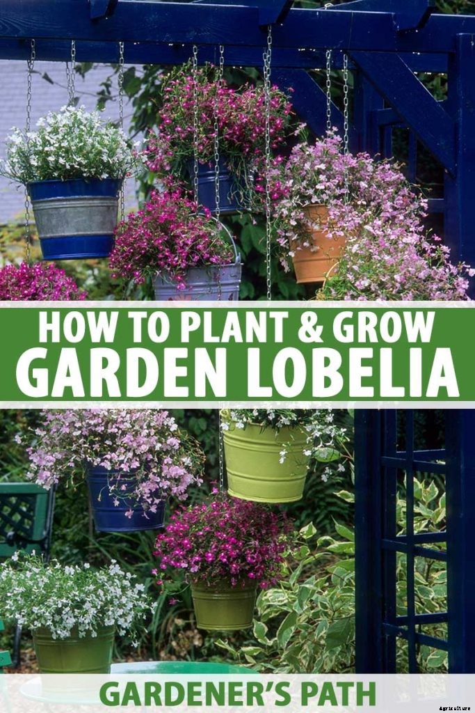 How to Plant and Grow Garden Lobelia