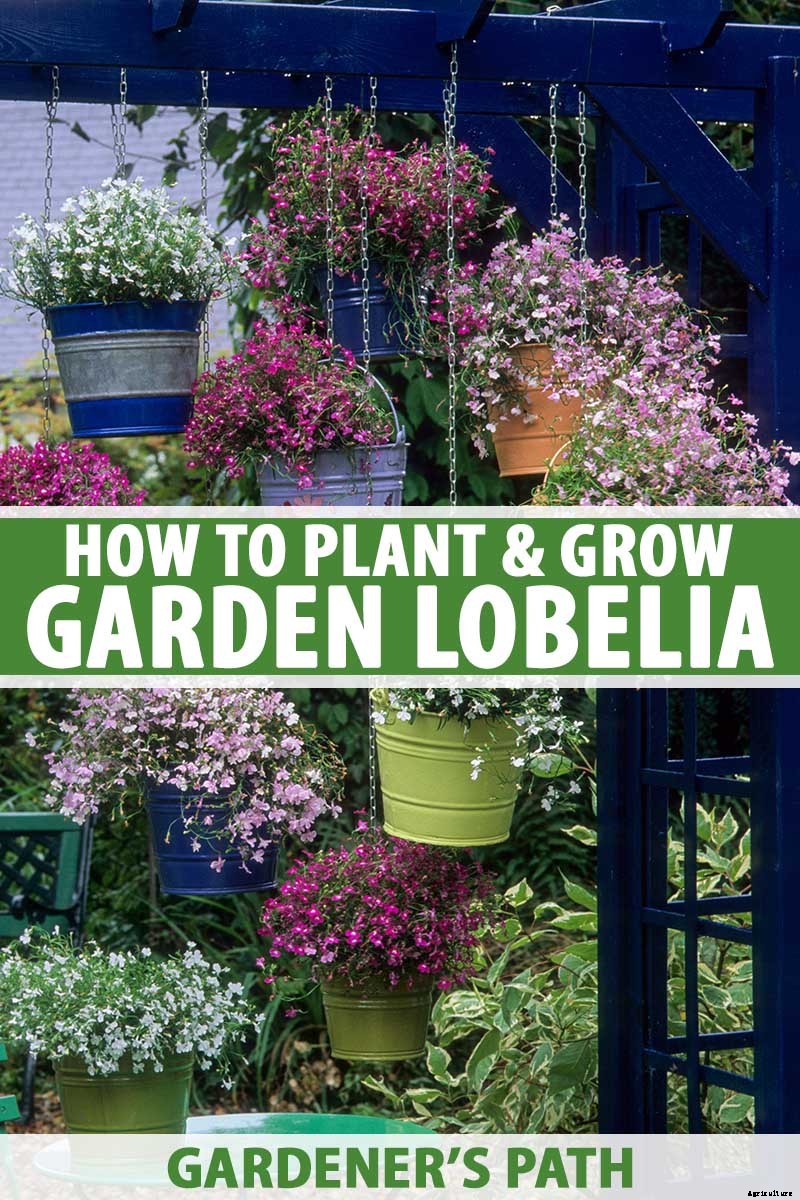 How to Plant and Grow Garden Lobelia
