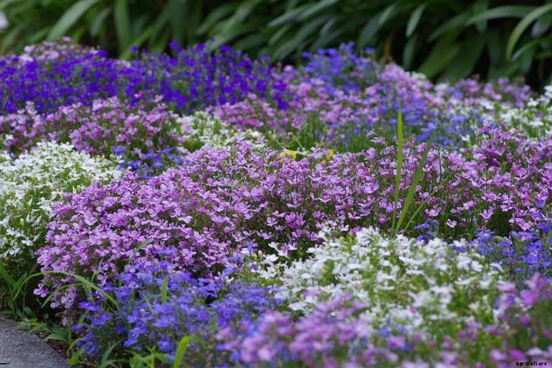 How to Plant and Grow Garden Lobelia