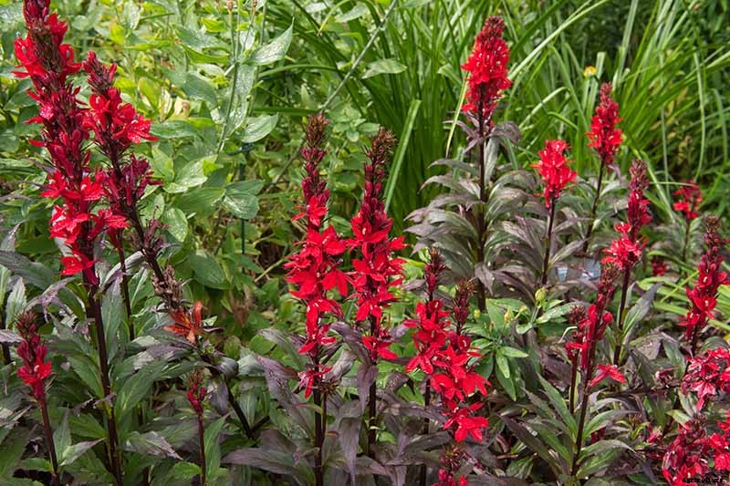 How to Plant and Grow Garden Lobelia