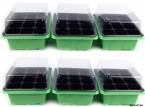 How to Plant and Grow Garden Lobelia