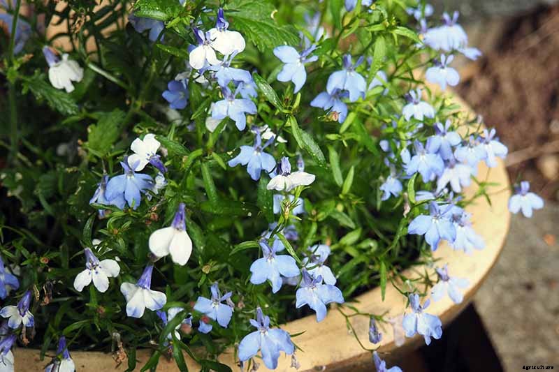 How to Plant and Grow Garden Lobelia