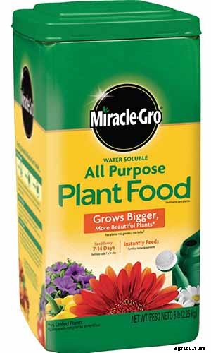 How to Plant and Grow Garden Lobelia