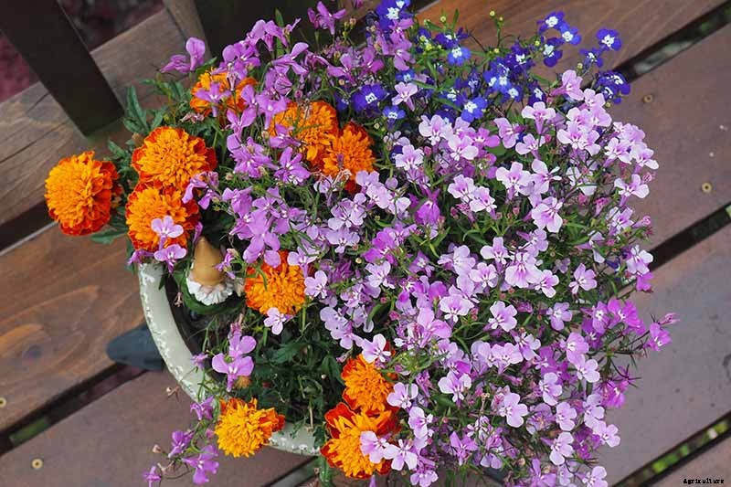 How to Plant and Grow Garden Lobelia