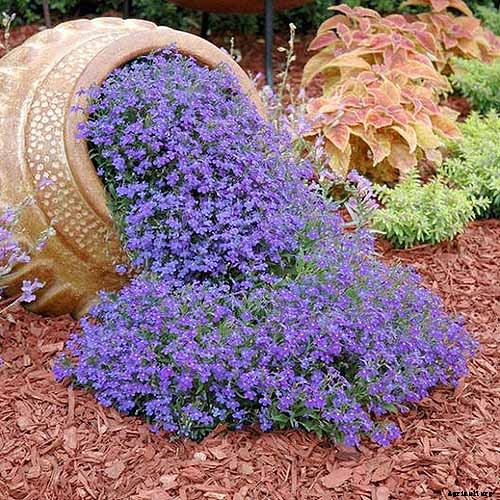 How to Plant and Grow Garden Lobelia