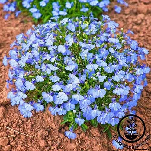 How to Plant and Grow Garden Lobelia