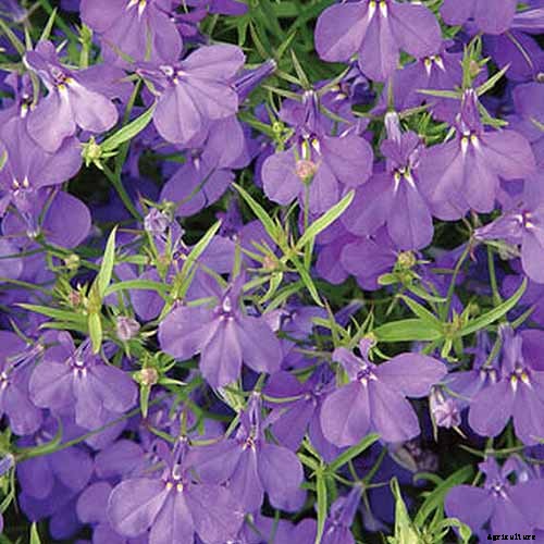 How to Plant and Grow Garden Lobelia