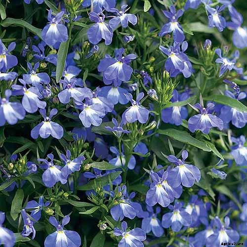 How to Plant and Grow Garden Lobelia