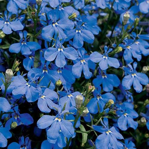 How to Plant and Grow Garden Lobelia
