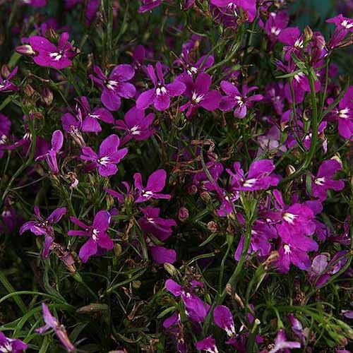 How to Plant and Grow Garden Lobelia