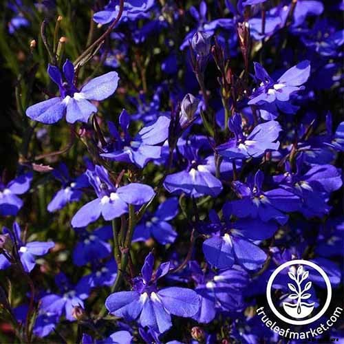 How to Plant and Grow Garden Lobelia