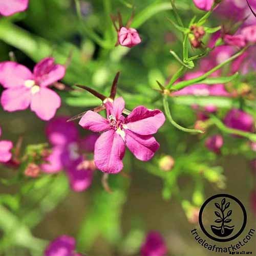 How to Plant and Grow Garden Lobelia