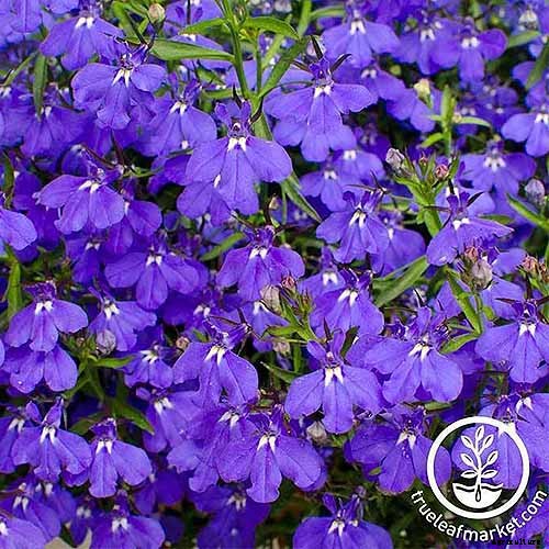 How to Plant and Grow Garden Lobelia