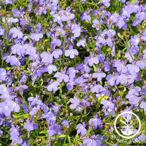 How to Plant and Grow Garden Lobelia
