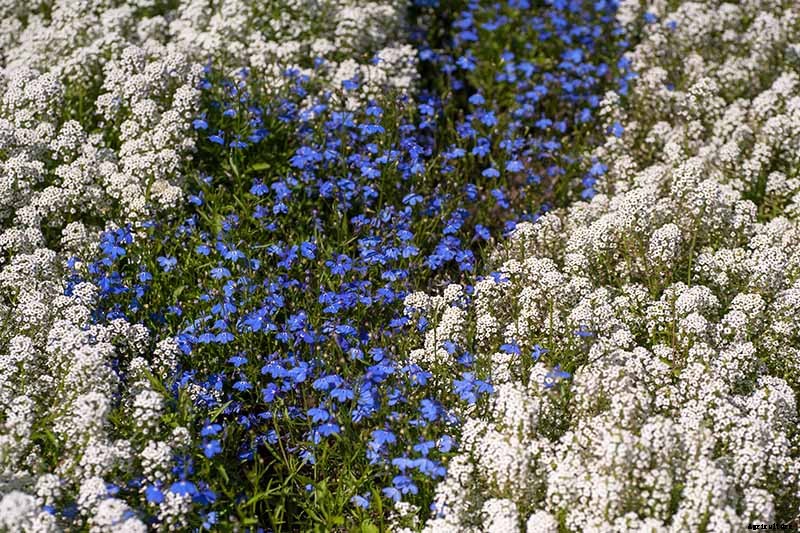How to Plant and Grow Garden Lobelia