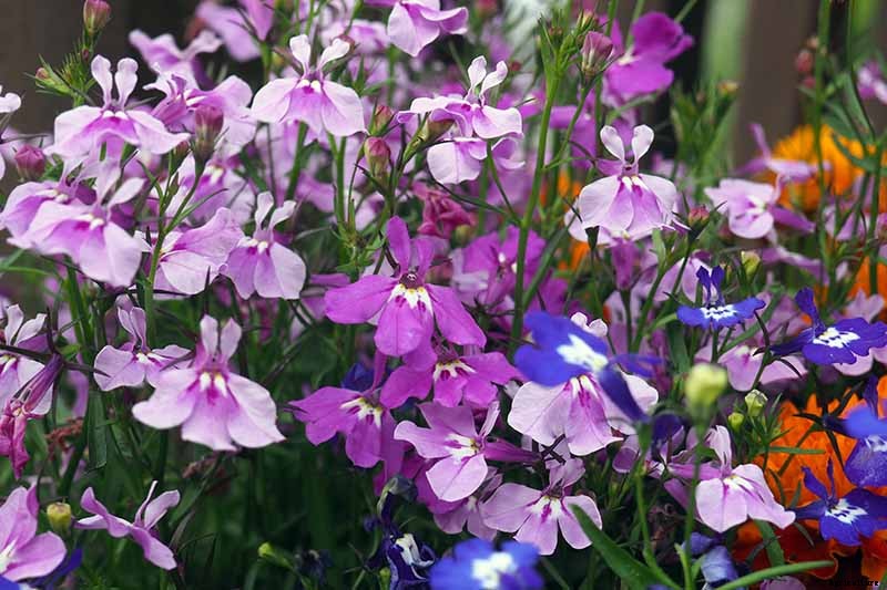 How to Plant and Grow Garden Lobelia