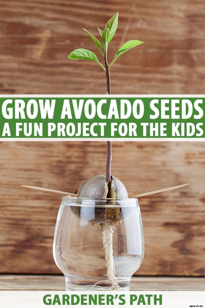 Growing Avocado Seeds: A Fun Project to Do with the Kids