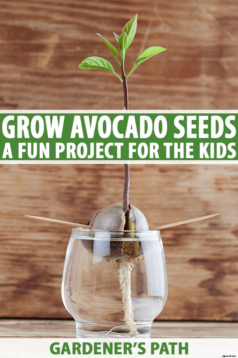 Growing Avocado Seeds: A Fun Project to Do with the Kids