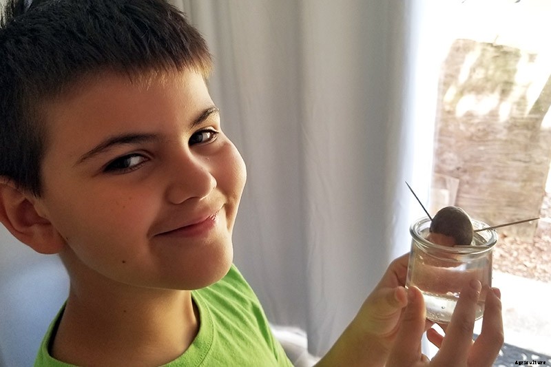 Growing Avocado Seeds: A Fun Project to Do with the Kids