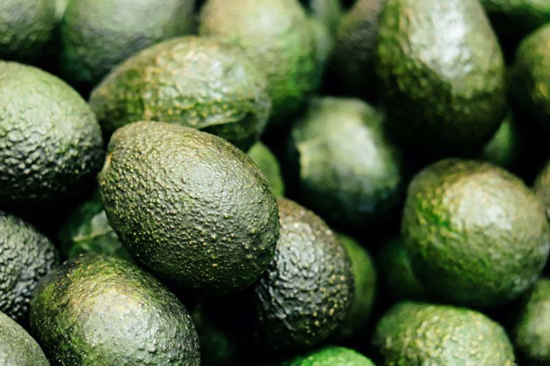 Growing Avocado Seeds: A Fun Project to Do with the Kids