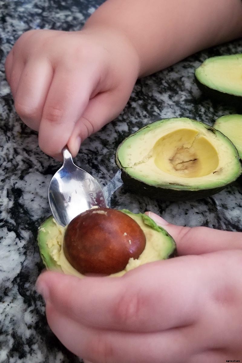 Growing Avocado Seeds: A Fun Project to Do with the Kids