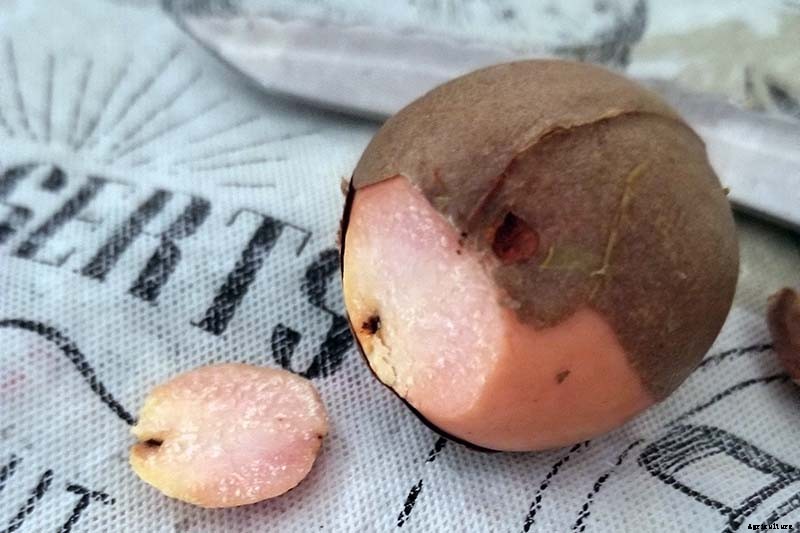 Growing Avocado Seeds: A Fun Project to Do with the Kids