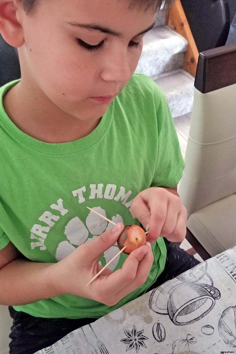 Growing Avocado Seeds: A Fun Project to Do with the Kids