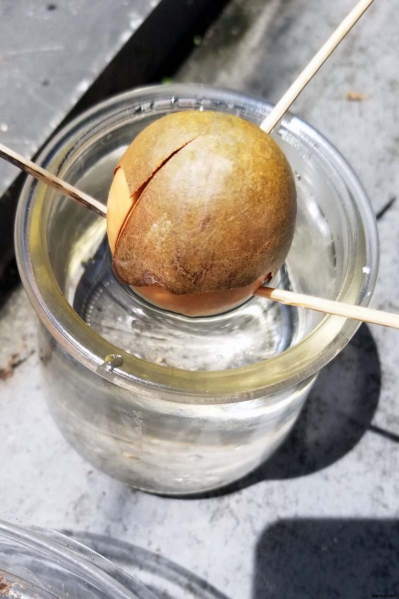 Growing Avocado Seeds: A Fun Project to Do with the Kids