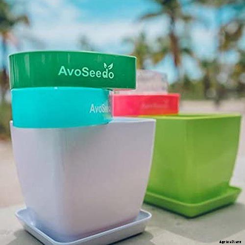 Growing Avocado Seeds: A Fun Project to Do with the Kids