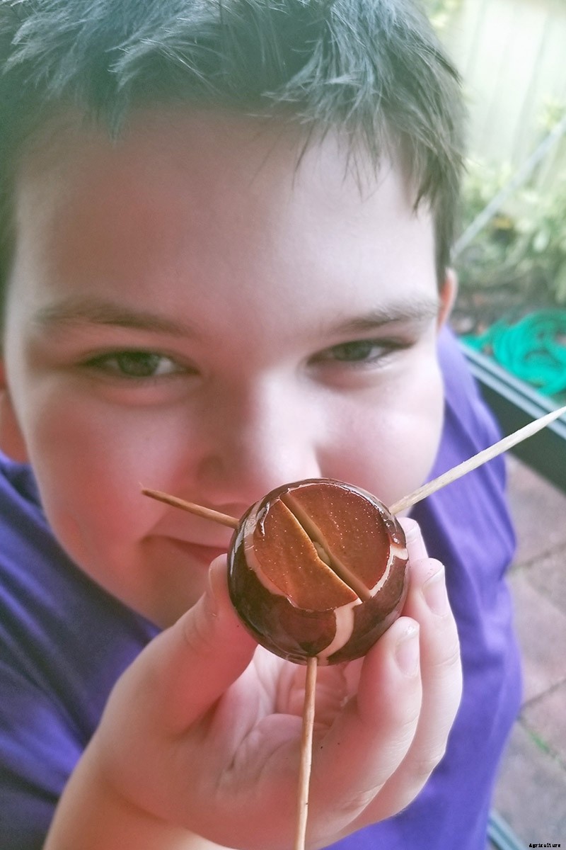 Growing Avocado Seeds: A Fun Project to Do with the Kids