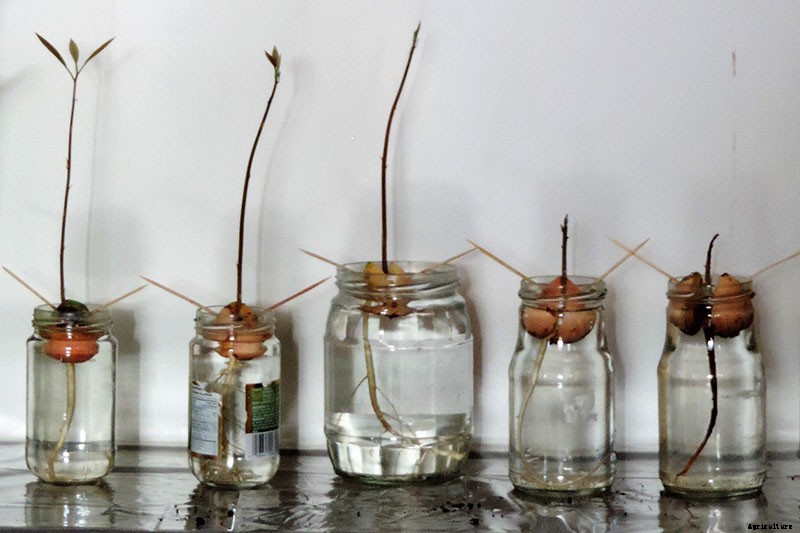 Growing Avocado Seeds: A Fun Project to Do with the Kids