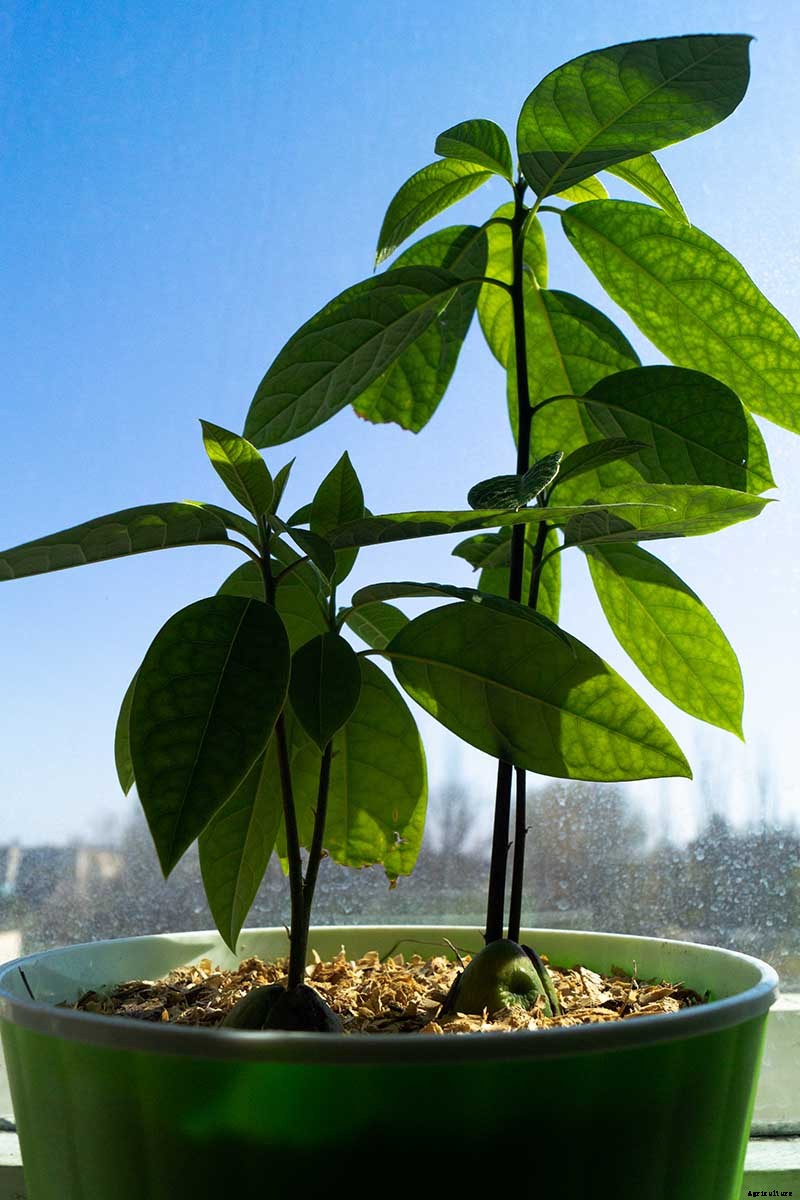 Growing Avocado Seeds: A Fun Project to Do with the Kids