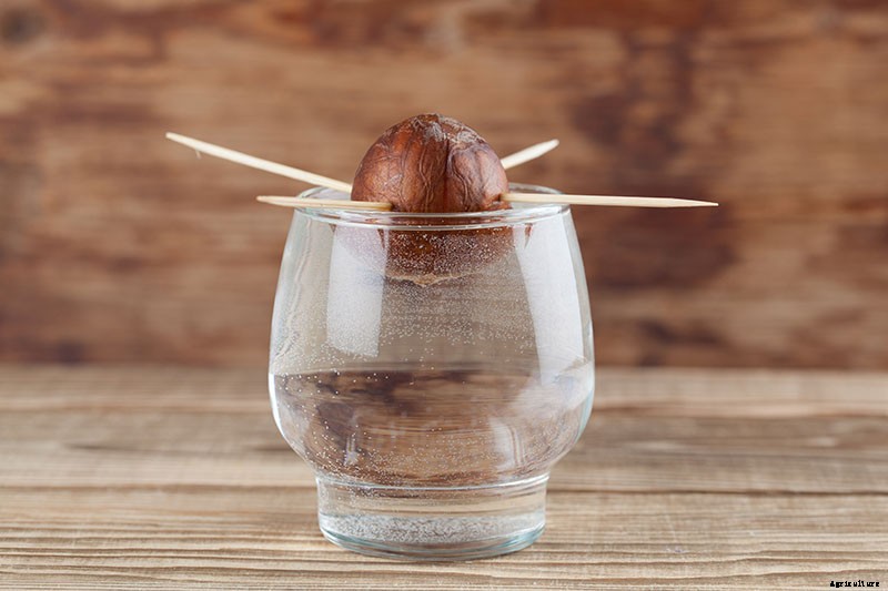 Growing Avocado Seeds: A Fun Project to Do with the Kids