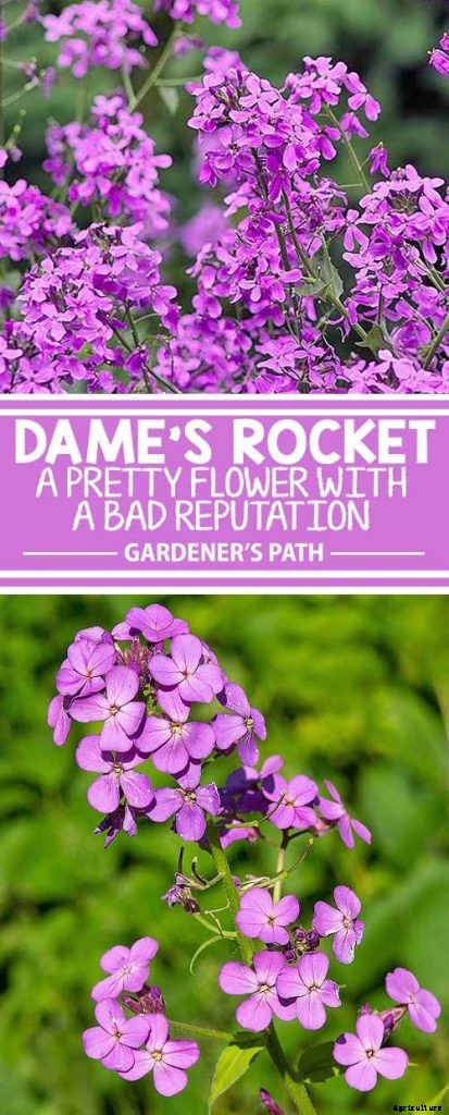 How to Grow and Care for Dame’s Rocket