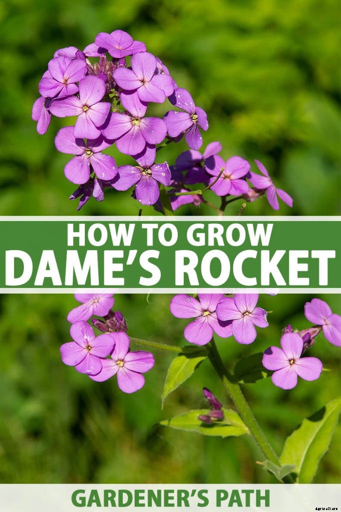 How to Grow and Care for Dame’s Rocket