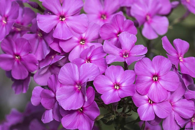 How to Grow and Care for Dame’s Rocket