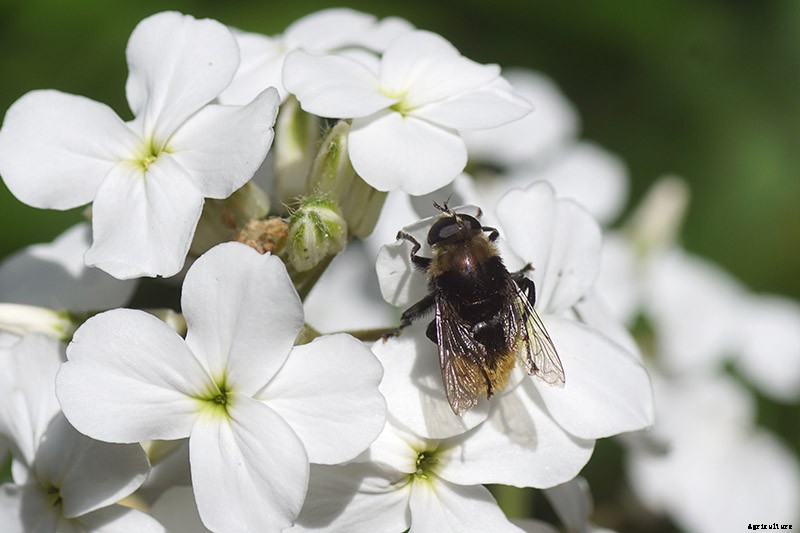 How to Grow and Care for Dame’s Rocket
