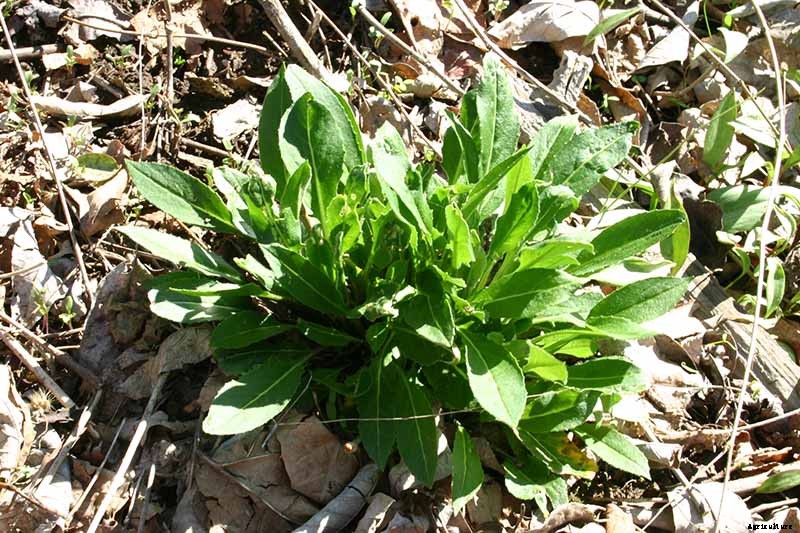 How to Grow and Care for Dame’s Rocket