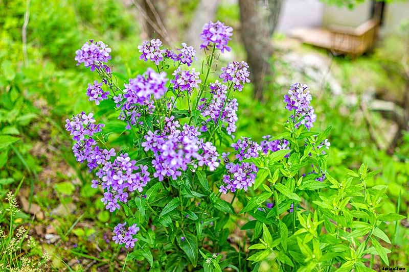 How to Grow and Care for Dame’s Rocket