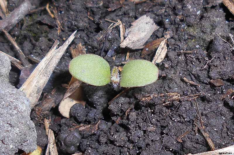 How to Grow and Care for Dame’s Rocket