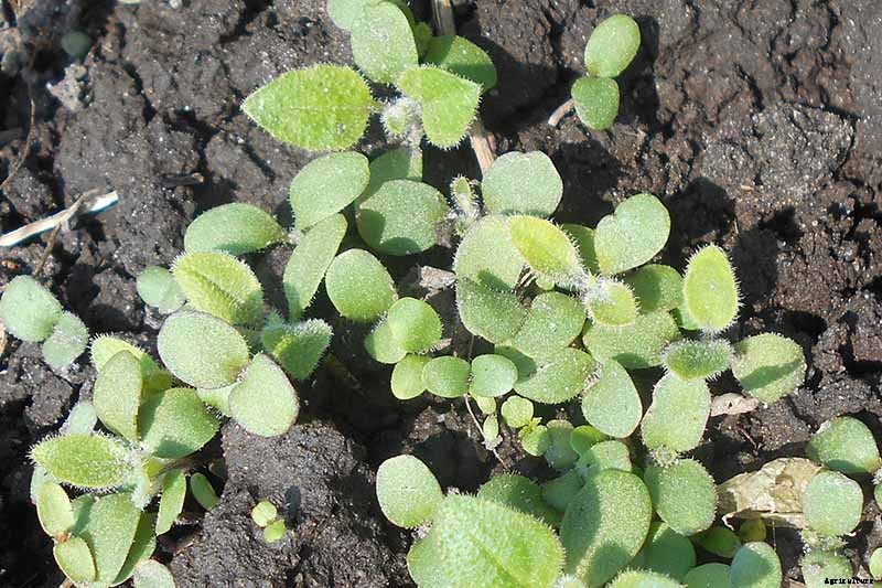 How to Grow and Care for Dame’s Rocket