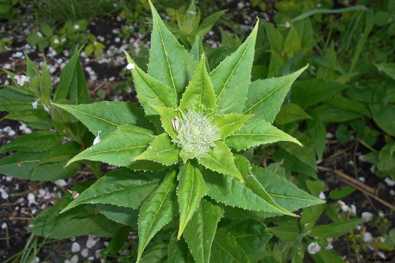 How to Grow and Care for Dame’s Rocket