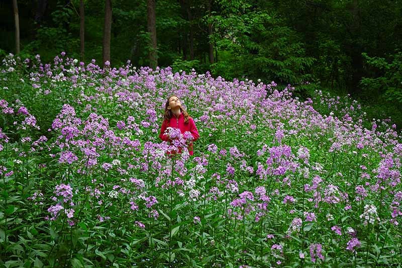 How to Grow and Care for Dame’s Rocket