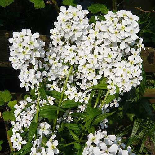 How to Grow and Care for Dame’s Rocket