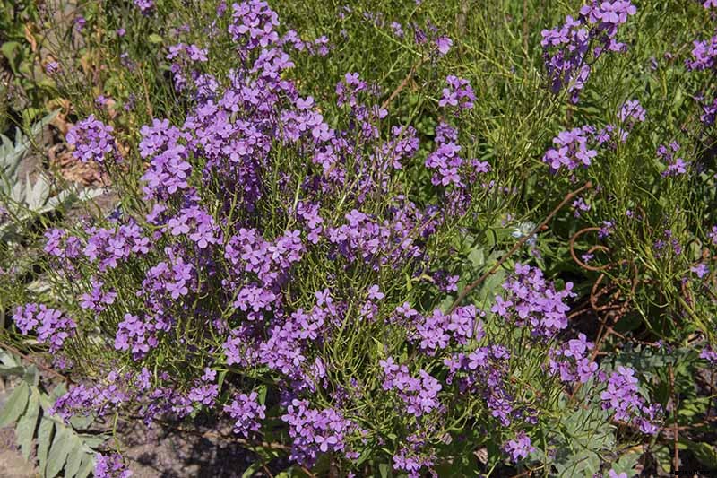 How to Grow and Care for Dame’s Rocket