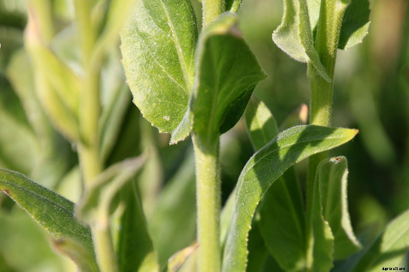 How to Grow and Care for Dame’s Rocket